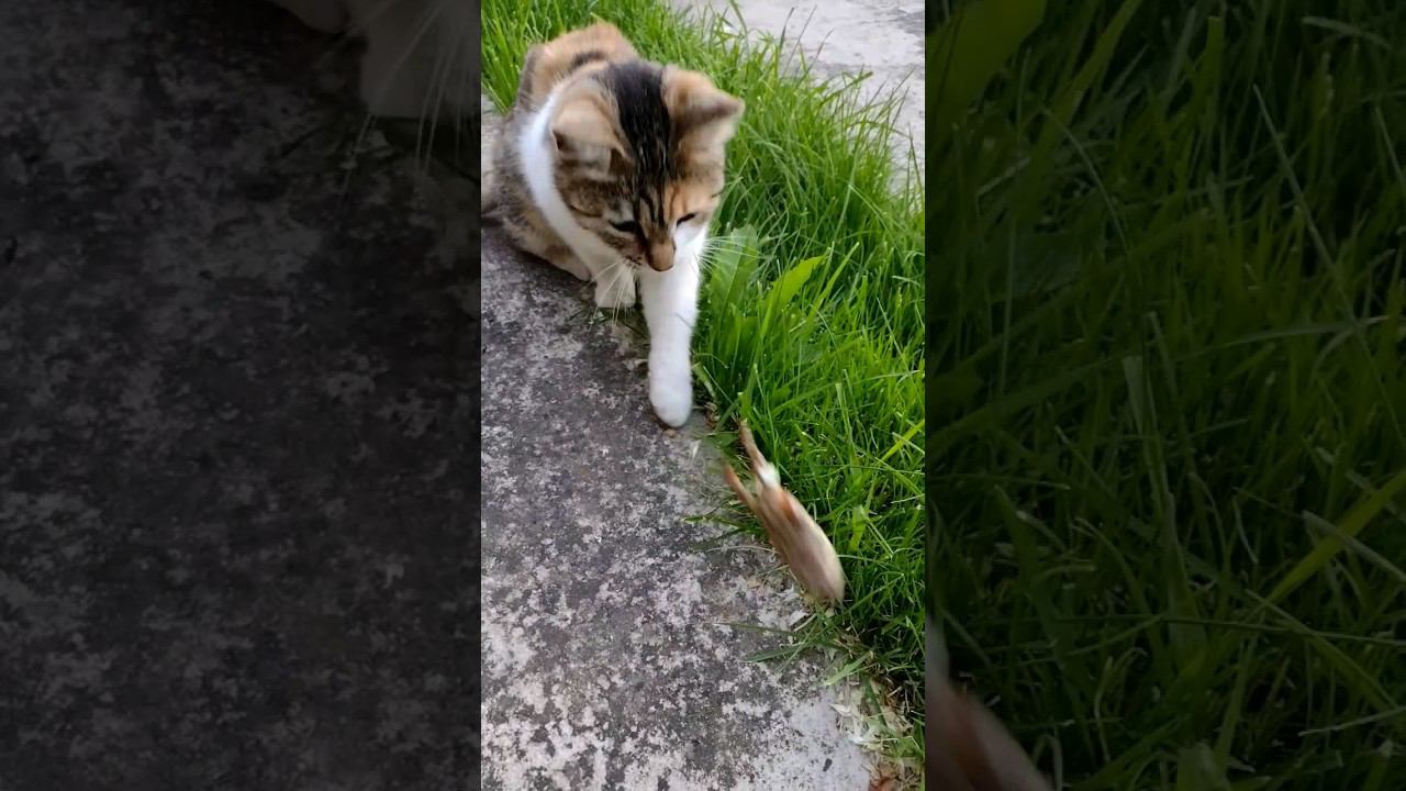 Кошка и Лягушка  #кошка  #лягушка #дача #бродячийкот #cat #straycats