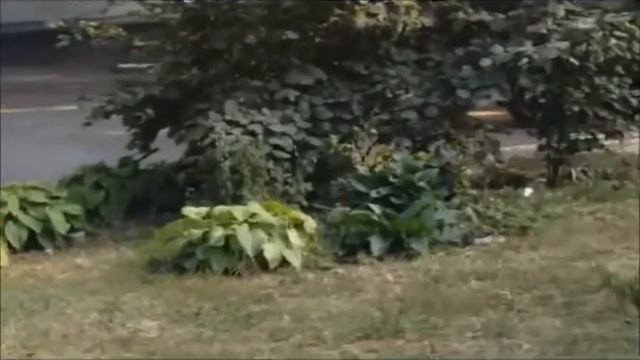 КТО КРУЧЕ ТАКСА НОРА ИЛИ ДВОРНЯГА ЖЕКА смотреть онлайн