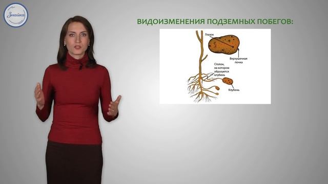 16  Биология 6 кл  Видоизменение побегов