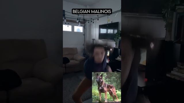 How Dog Breeds React to Robbers (With Pictures) смотреть онлайн