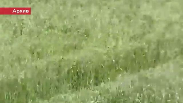 апк смотреть онлайн