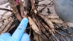 Мой опыт: выкапываем и делим георгины осенью. АКЦИЯ!