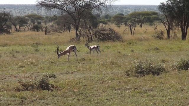 1000 cudów świata - Tsavo National Park - Lektor PL смотреть онлайн