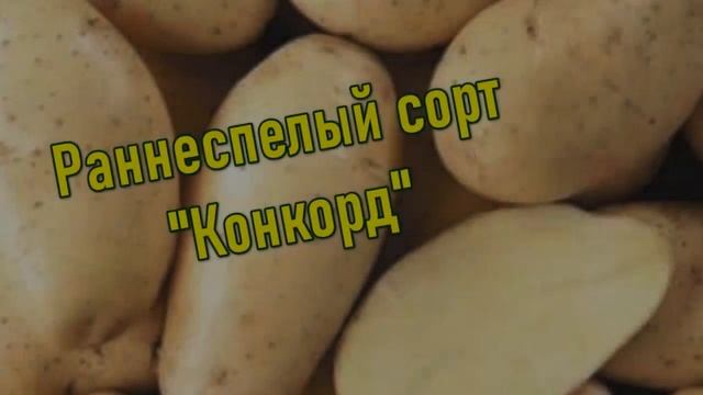 Картошка Купить. Картошка Посадка смотреть онлайн