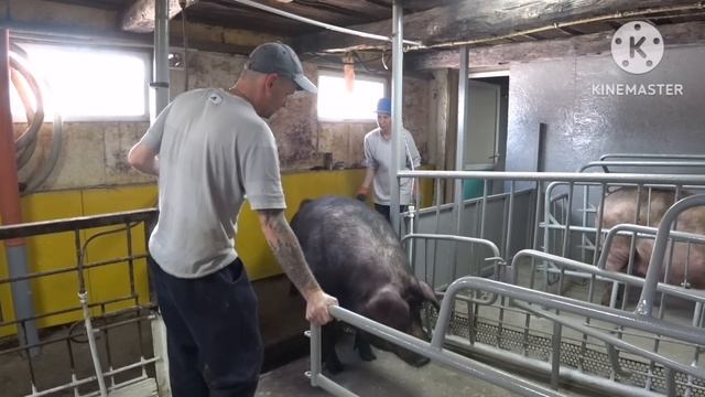 ‼️ВЕС ТЕЛЯТ В 60 ДНЕЙ‼️РЕМОНТ В СВИНАРНИКЕ‼️ смотреть онлайн