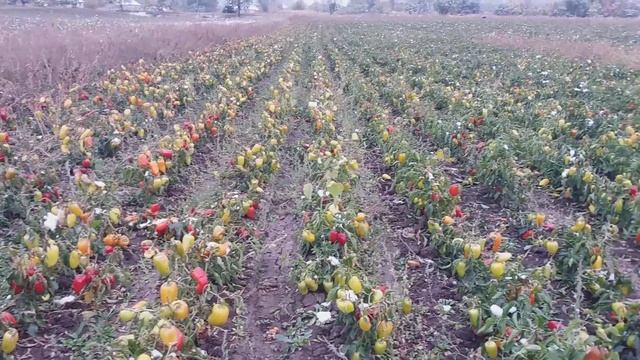 Собираем перец полугорький,перец сладкий и баклажан.Масак. смотреть онлайн