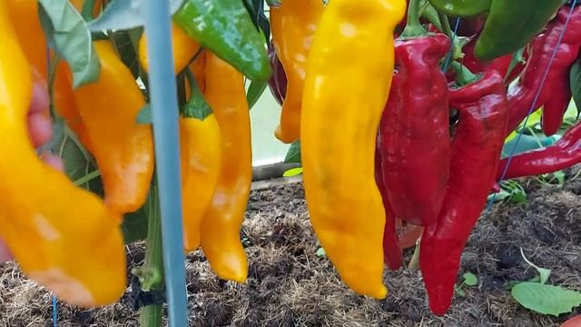 Обзор сортовых перцев - сладких и острых! Часть 1. смотреть онлайн