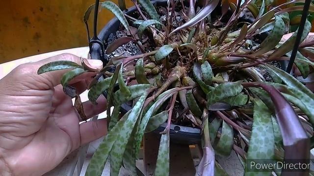 Scilla violácea e Drimiopsis Maculata é a mesma planta ?..Identificando nossas plantas.. смотреть онлайн
