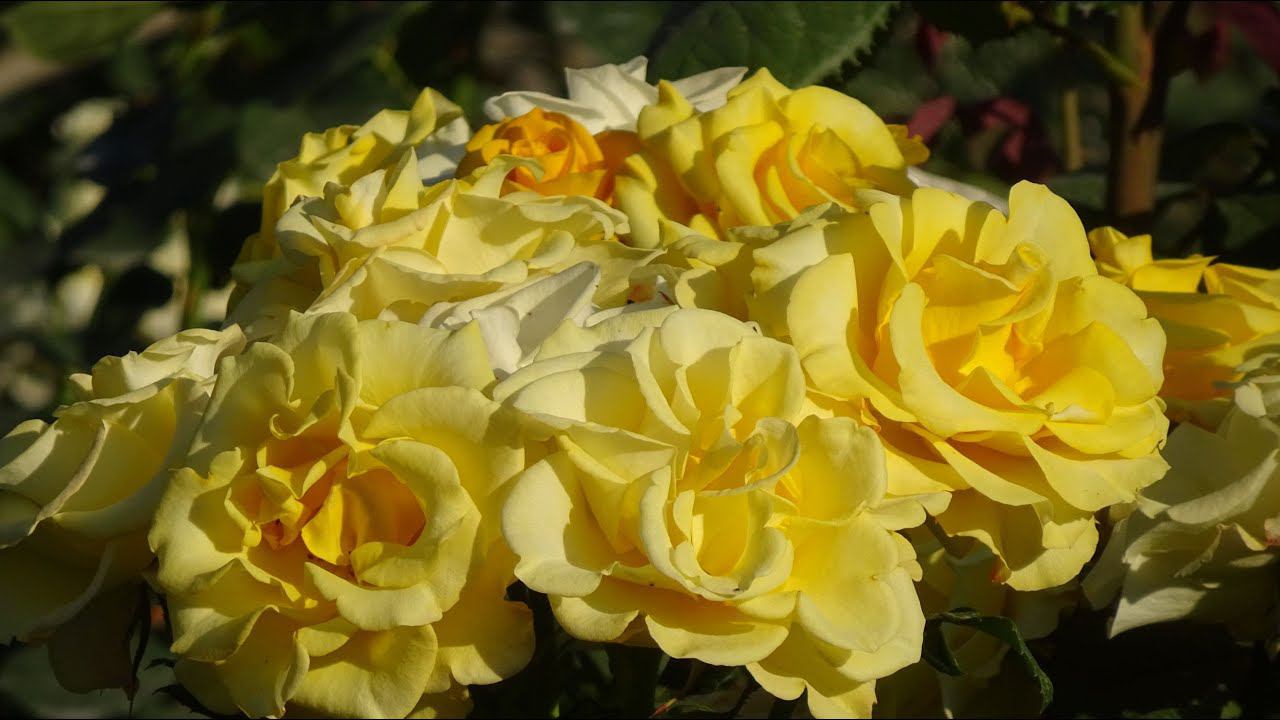 Розы . Чайногибридная желтая роза Керио. смотреть онлайн