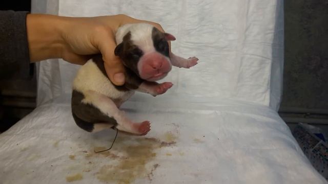 ЩЕНКИ АМЕРИКАНСКОГО БУЛЬДОГА. 6 КОБЕЛЕЙ. ОСМОТР. смотреть онлайн