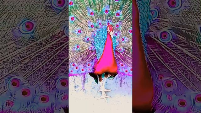 Beautiful Pink peacock with Meditation Music смотреть онлайн