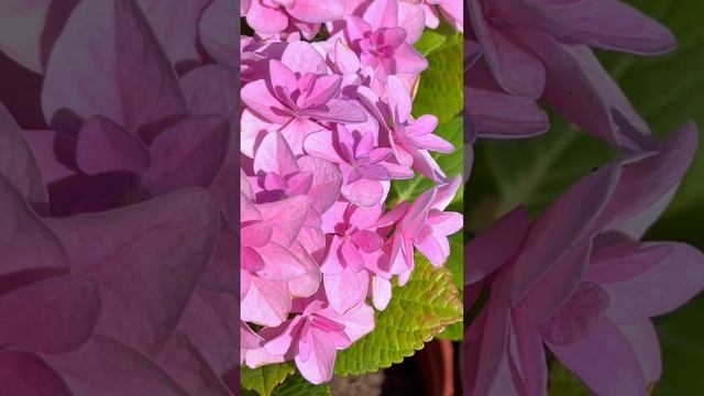 ? Florentina Pink #гортензия смотреть онлайн