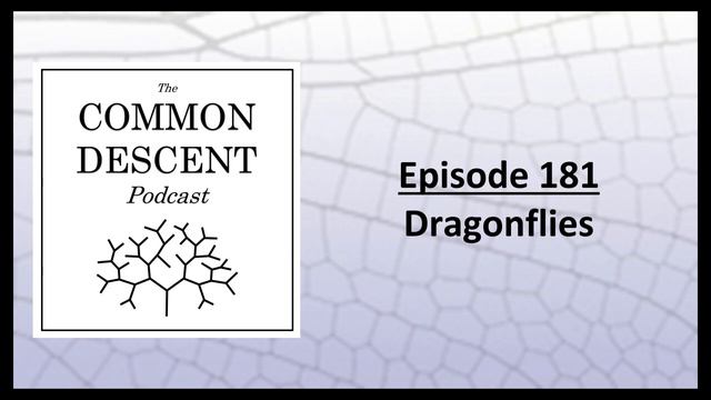 Episode 181 - Dragonflies смотреть онлайн