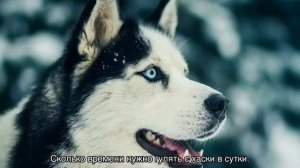 Как ухаживать за хаски: содержание в частном доме, воспитание