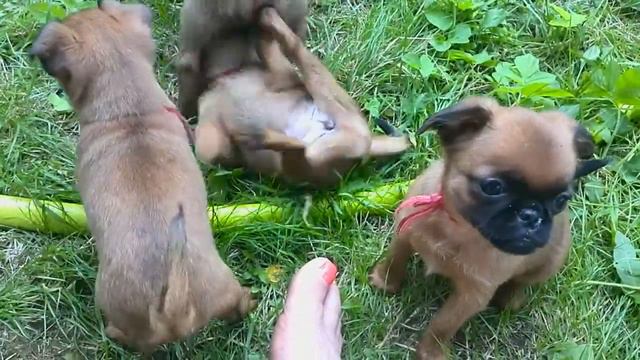 Брабансоны мальчики