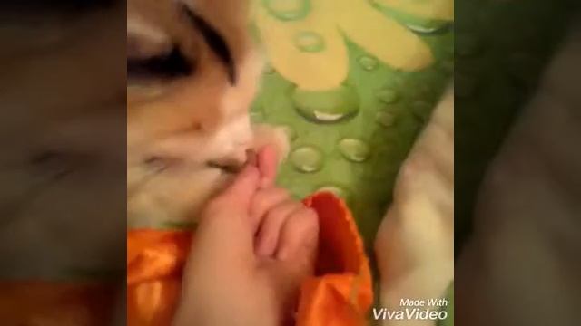 Люся жива? / мы рады!!! Кошка РОЖАЕТ??? смотреть онлайн