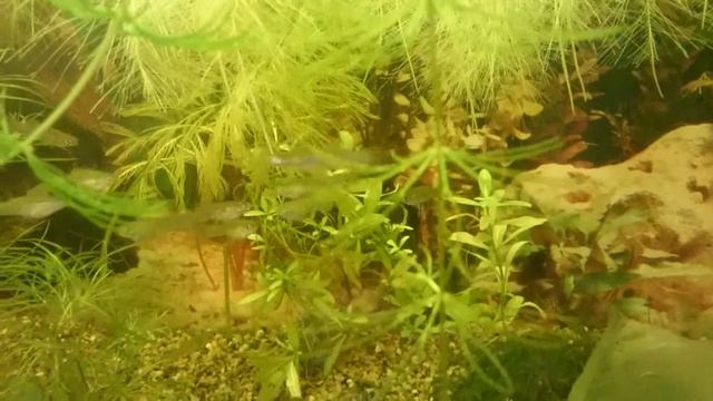 Гамбузии смотреть онлайн