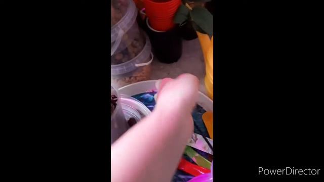 Новые мини орхидеи...Приобрела себе домашнюю работу... смотреть онлайн