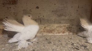 Ростовские статные лебеди