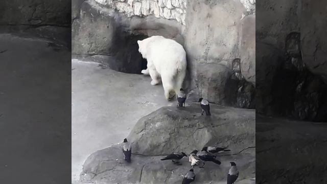 Московский зоопарк.Белый медведь. смотреть онлайн