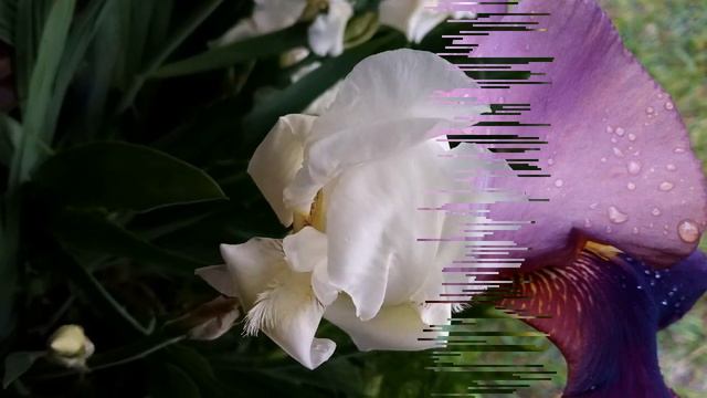 Ирисы в моем саду. Видео, фото - альбом. смотреть онлайн