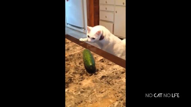 🤣 Самые смешные 😻 Кошки и 🥒 Огурцы - Потрясающие смешные видео с домашними животными 😇 смотреть онлайн
