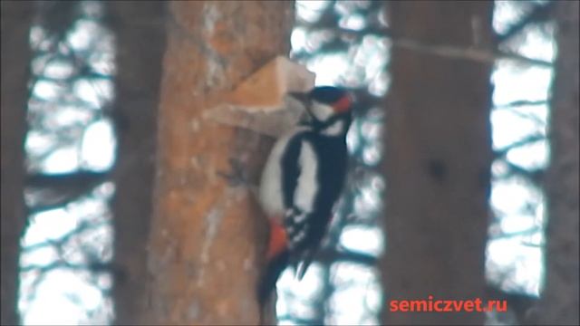 ? Пёстрый Дятел стучится в окно. Пернатые друзья смотреть онлайн