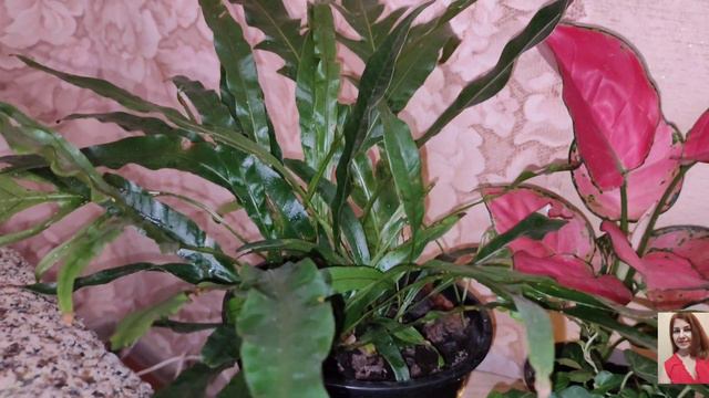 Комнатные цветы. смотреть онлайн