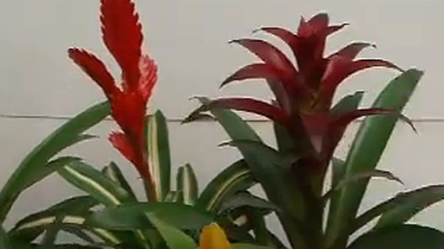 Bromeliaceae3 смотреть онлайн