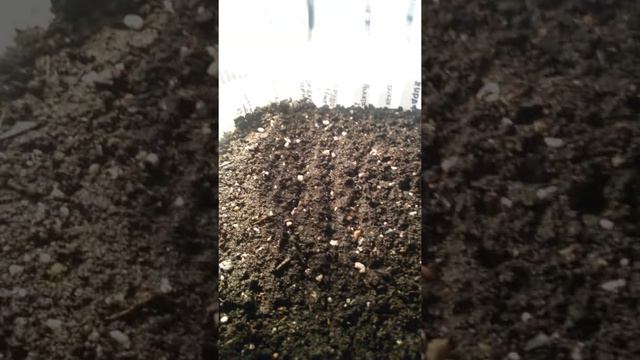 Посадка просроченных семян в кипяток. Срок годности до 12.16 и 12.15. Семяна земляники проклюнулись смотреть онлайн