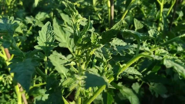 Чем подкормить помидоры? #помидоры #подкормка смотреть онлайн