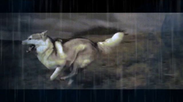 Дай Джим на счастье лапу мне смотреть онлайн