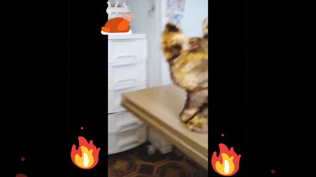 СОБАЧКА ЧИХУАХУА ЛЮБИТ Thunder гав гав но она не ела поэтому видео должно было называться В ПОИСКАХ смотреть онлайн