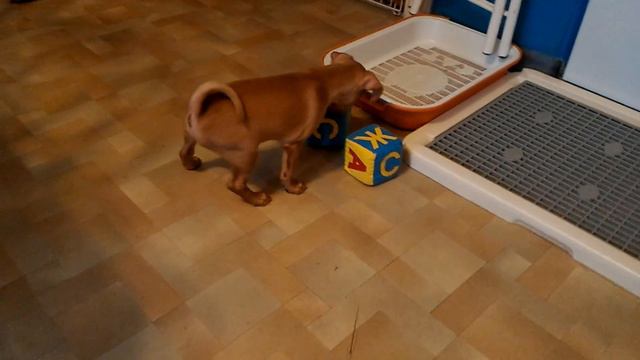 Купить щенка,той-терьер.Русский той, мини, РКФ.8-905-546-66-92