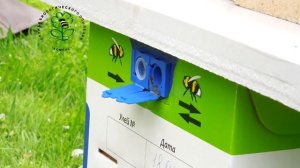 Размещение шмелиного улья в саду