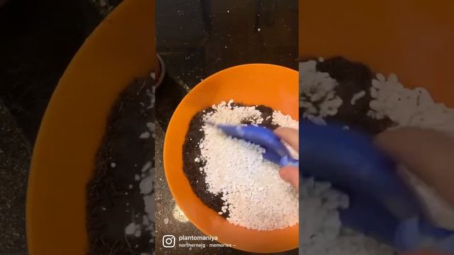 Идеальный грунт для Адениума смотреть онлайн