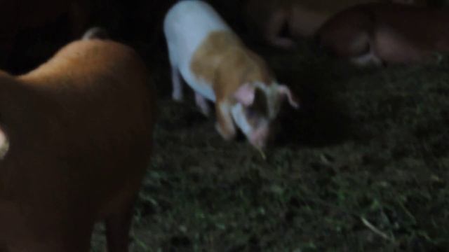 DSCN8098 смотреть онлайн