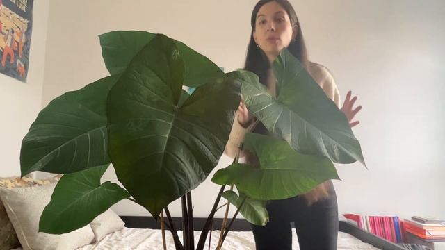 Cuidados Xanthosoma: Sustrato, Iluminación, Riego Y Abonado