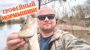 Крупный Лещ на мормышинг. Голавль на мормышинг на маленькой реке. Лещ на спиннинг.