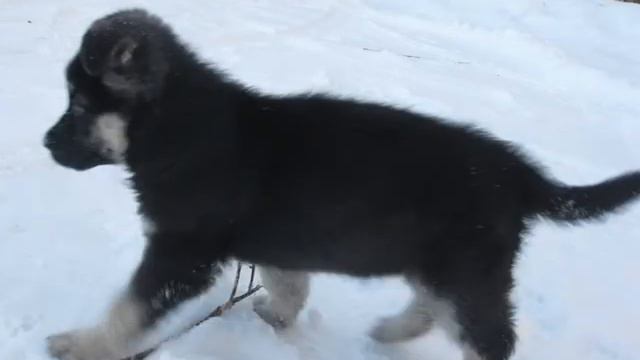 ульке 1,5 месяца смотреть онлайн