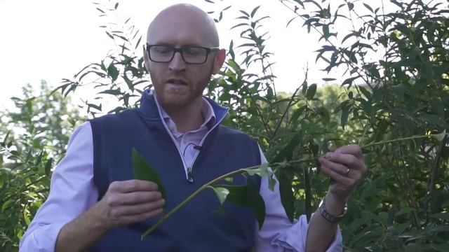 Border forsythia (Forsythia x intermedia) - Plant Identification смотреть онлайн