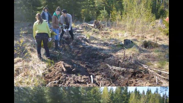 Всероссийский день посадки леса смотреть онлайн