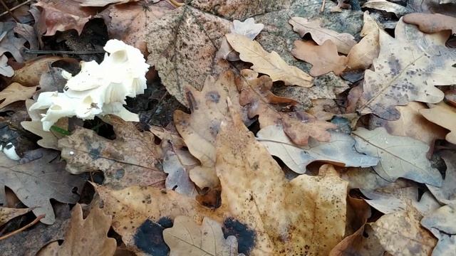 Нашли землянку, велик и золото. Уаз проедет где надо.