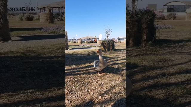 МЕСТА. ОТПУСК. А У НАС СВОЙ ЕГИПЕТ смотреть онлайн