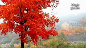 Сборник любимых мелодий. Музыка для души