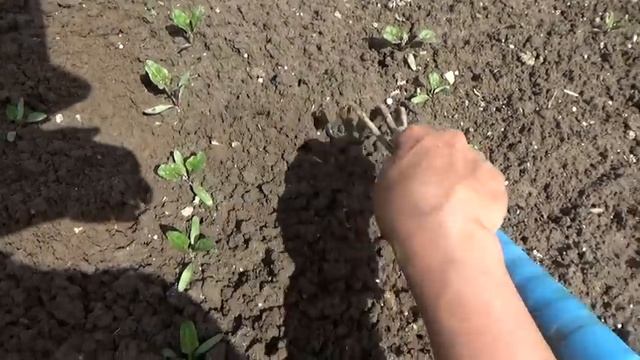 6 соток 6 июня. Как мама триммером косила плитку.... смотреть онлайн