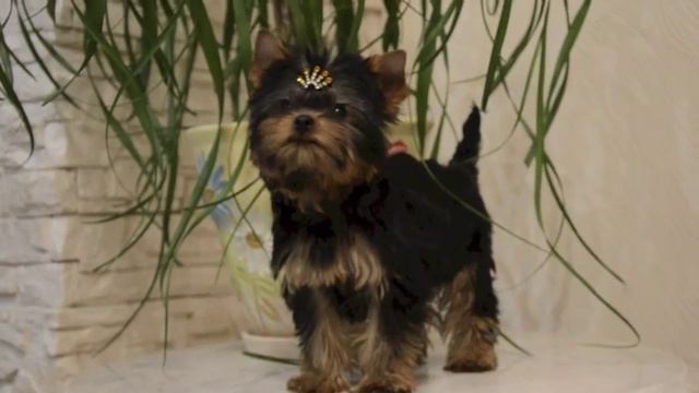 Mini yorkshire terrier puppy for sale смотреть онлайн