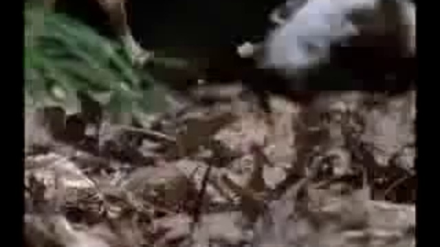 Утка тоже Птица, но не ОРЕЛ!!!  А Вы то кто???...