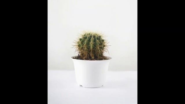 || HOW LONG DO SUCCULENTS LIVE ? |l смотреть онлайн
