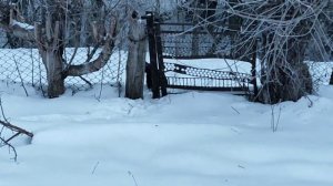 Можно ли заработать на козах,  бизнес в деревне, итоги года